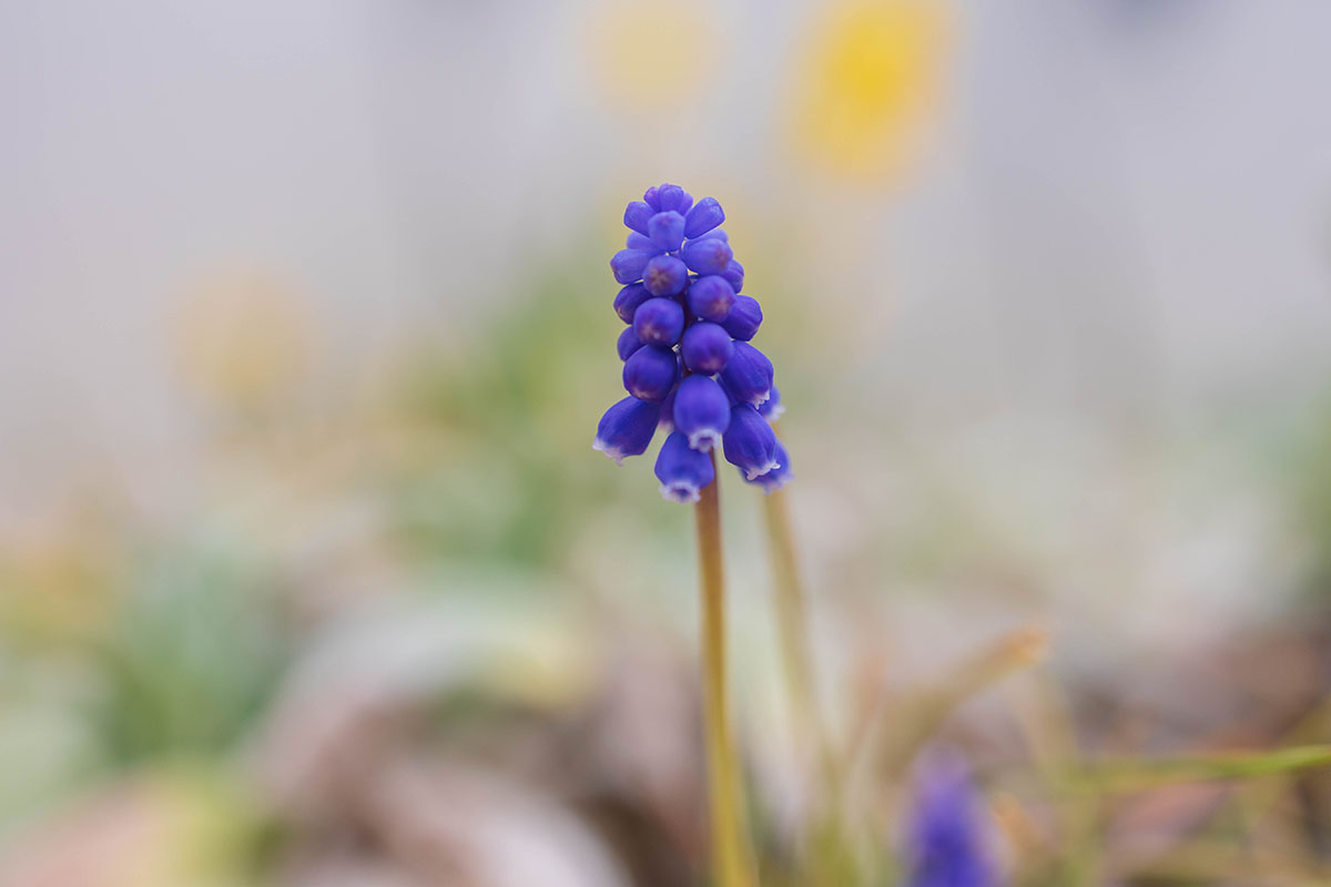 grape hyacinth