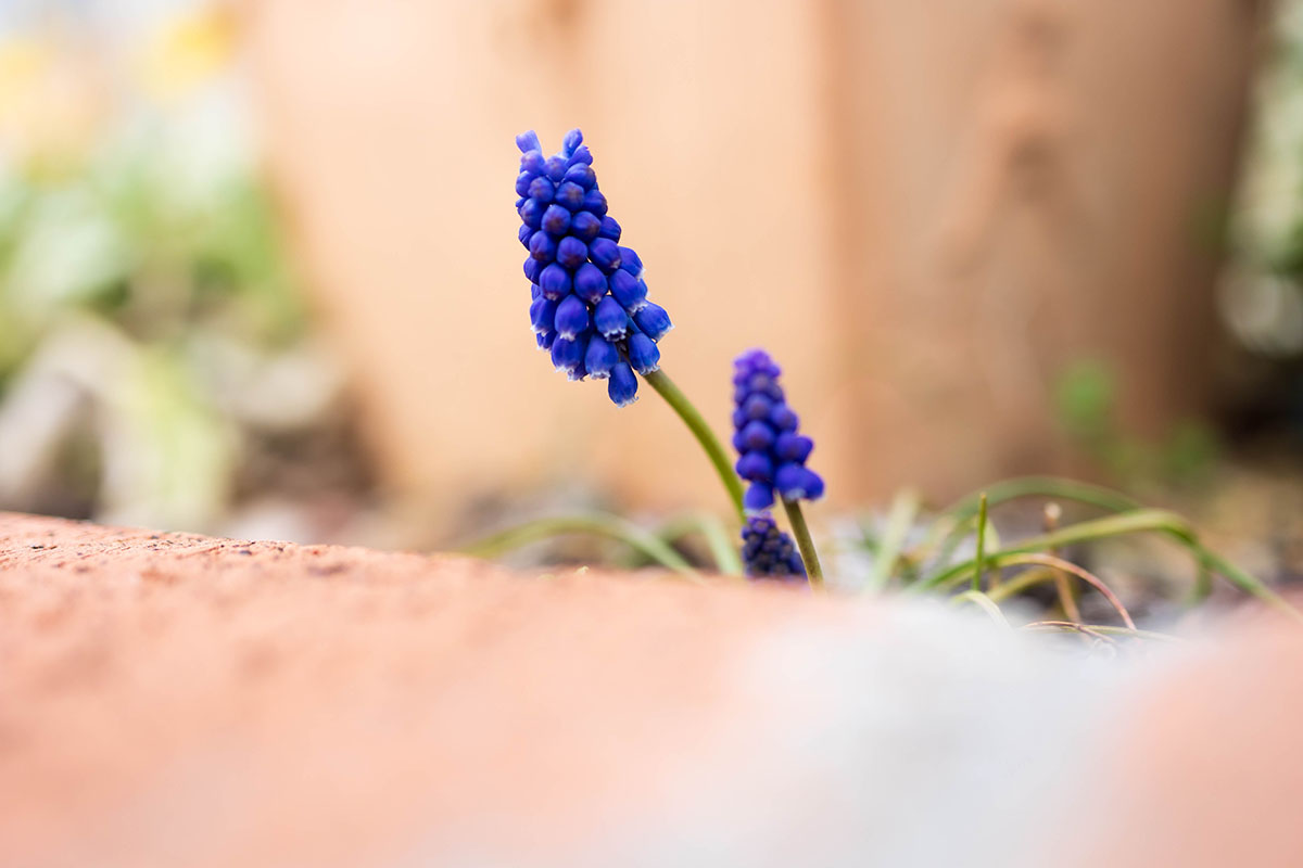 grape hyacinth