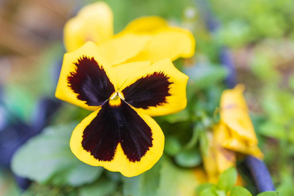 pansy