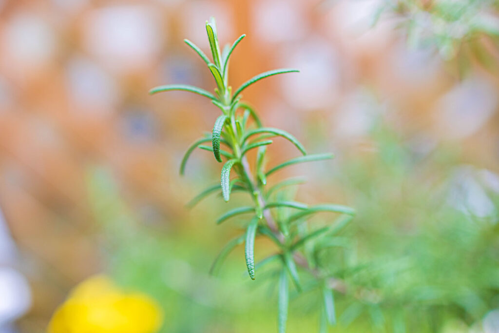 rosemary