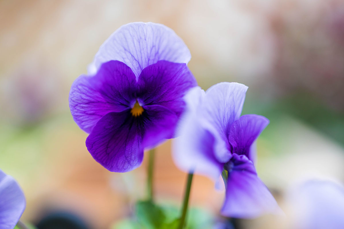 pansy