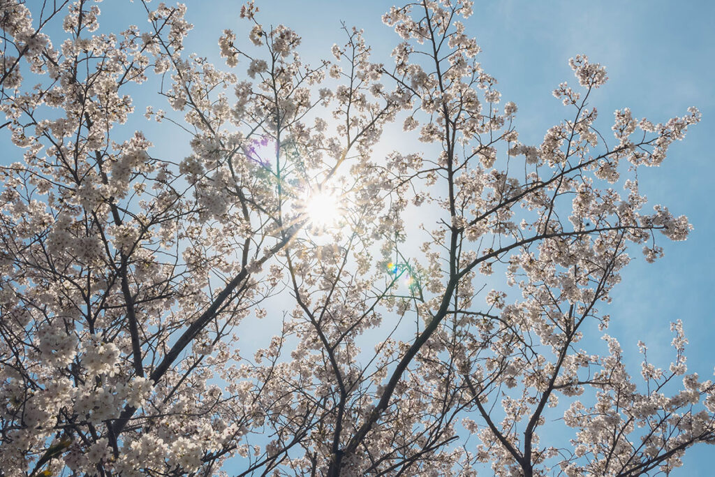 Cherry blossoms along the riverside