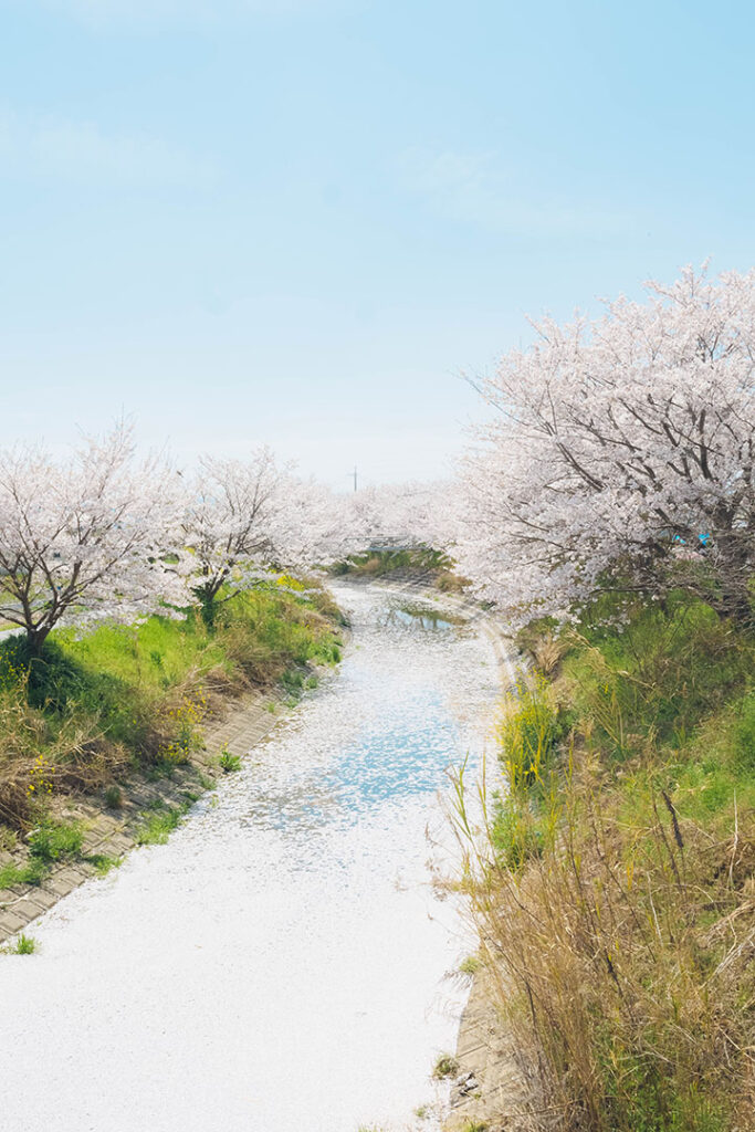 Cherry blossoms along the riverside