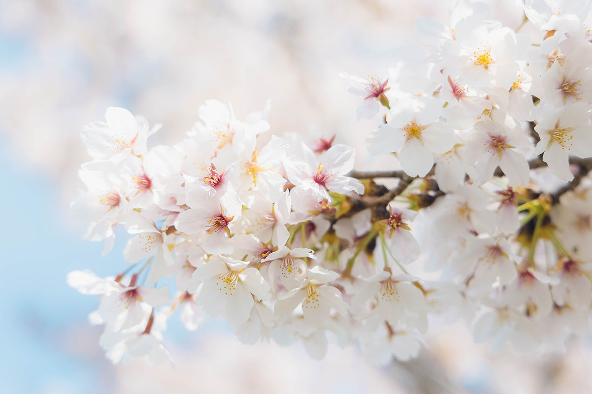 Cherry blossoms along the riverside