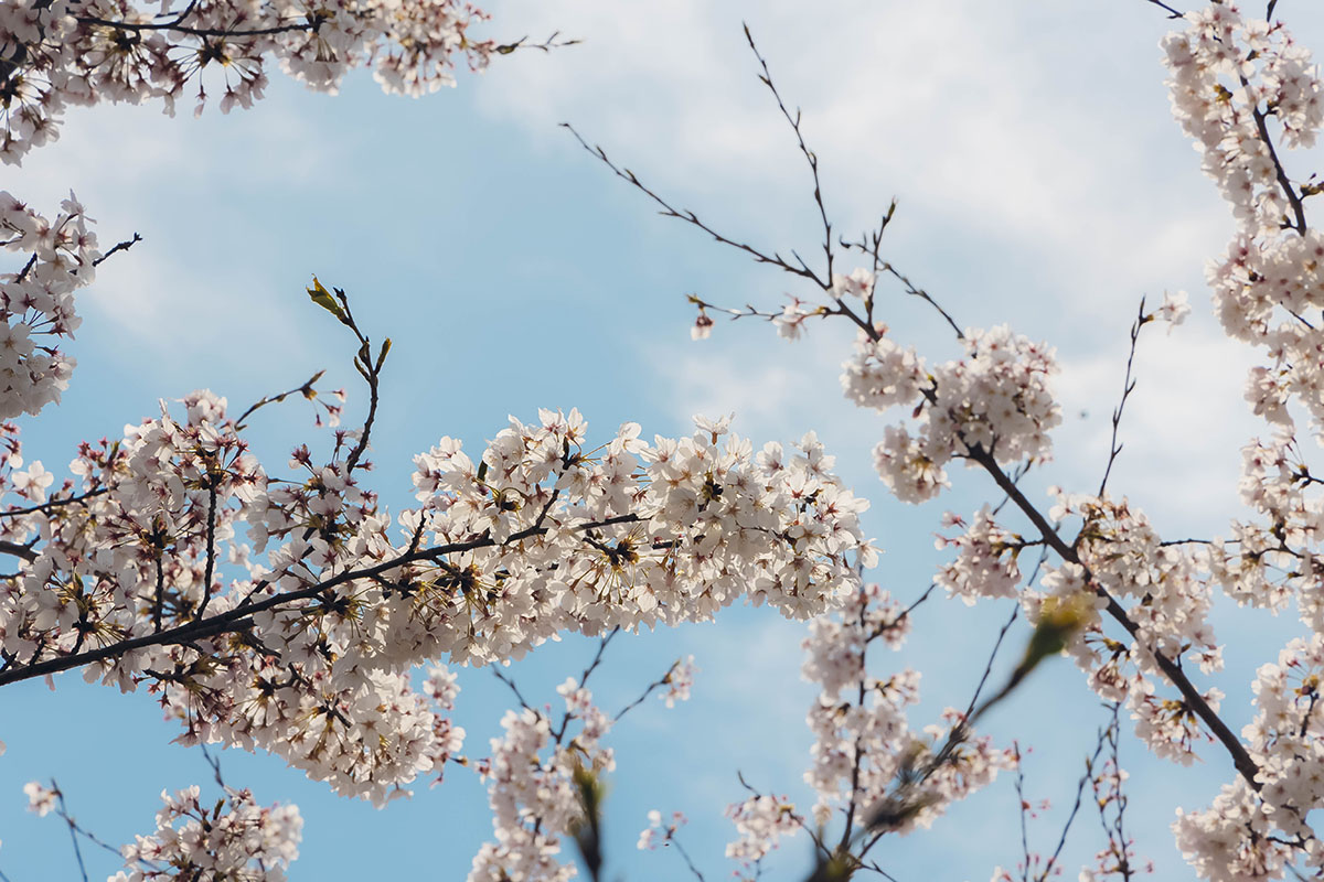 Cherry blossoms along the riverside