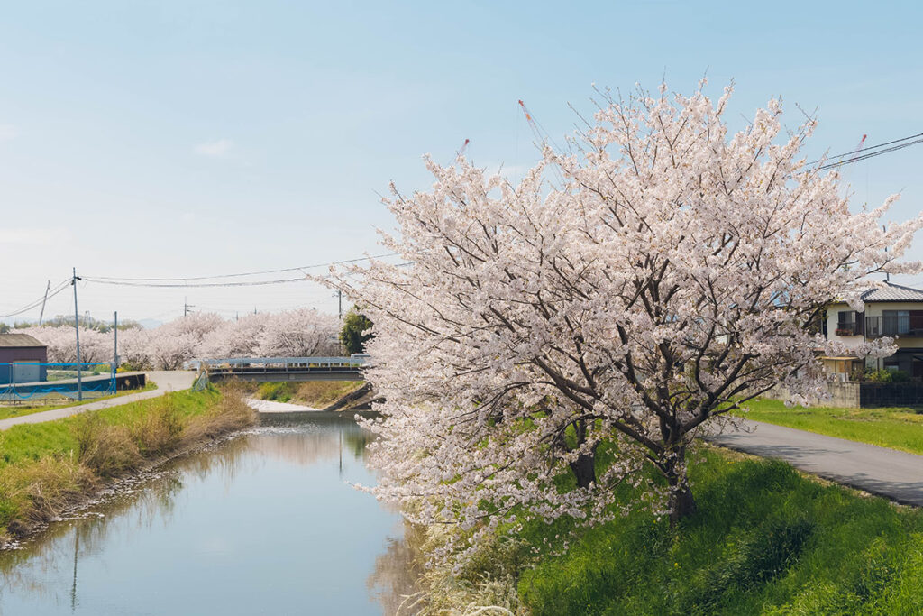 Cherry blossoms along the riverside