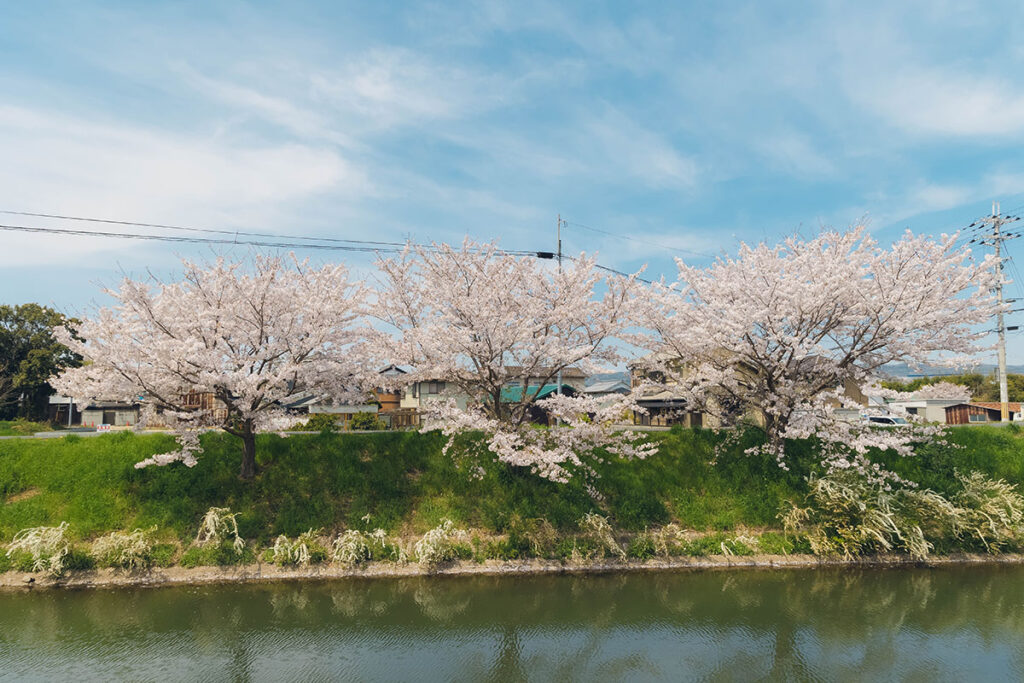 Cherry blossoms along the riverside