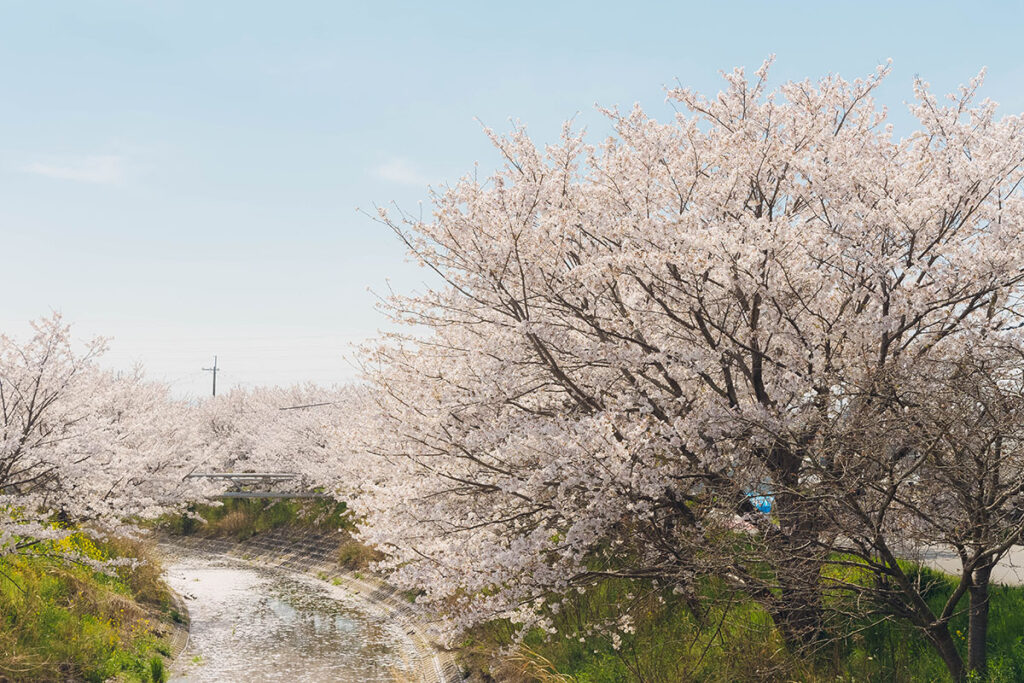 Cherry blossoms along the riverside