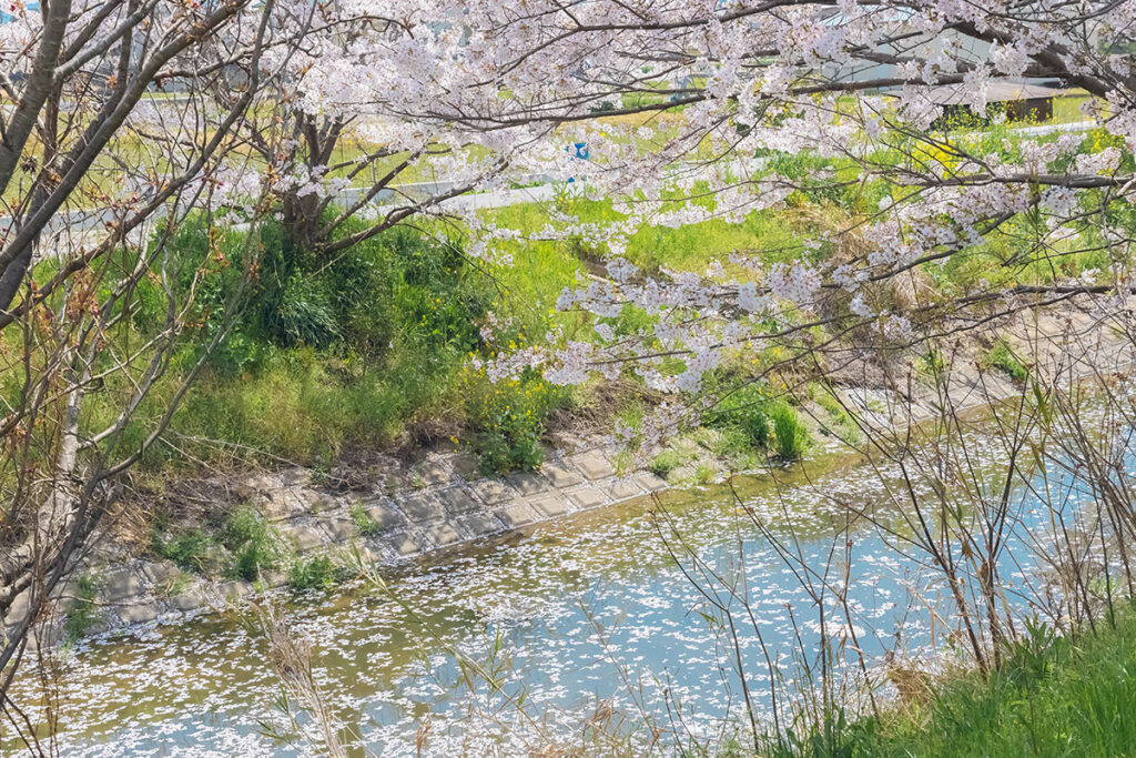 Cherry blossoms along the riverside