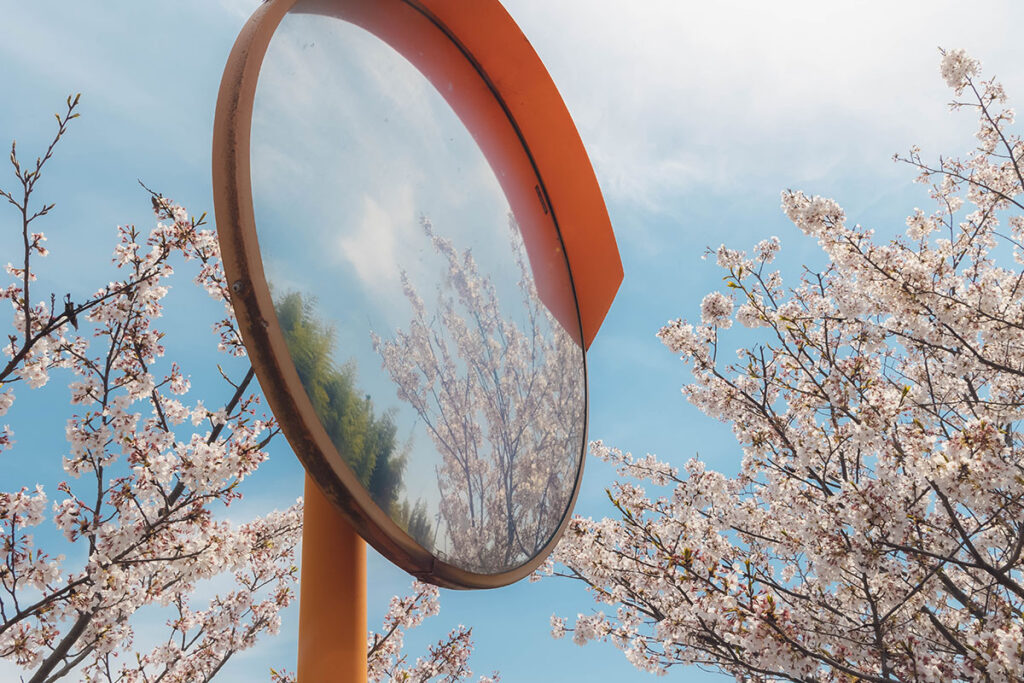 Cherry blossoms along the riverside