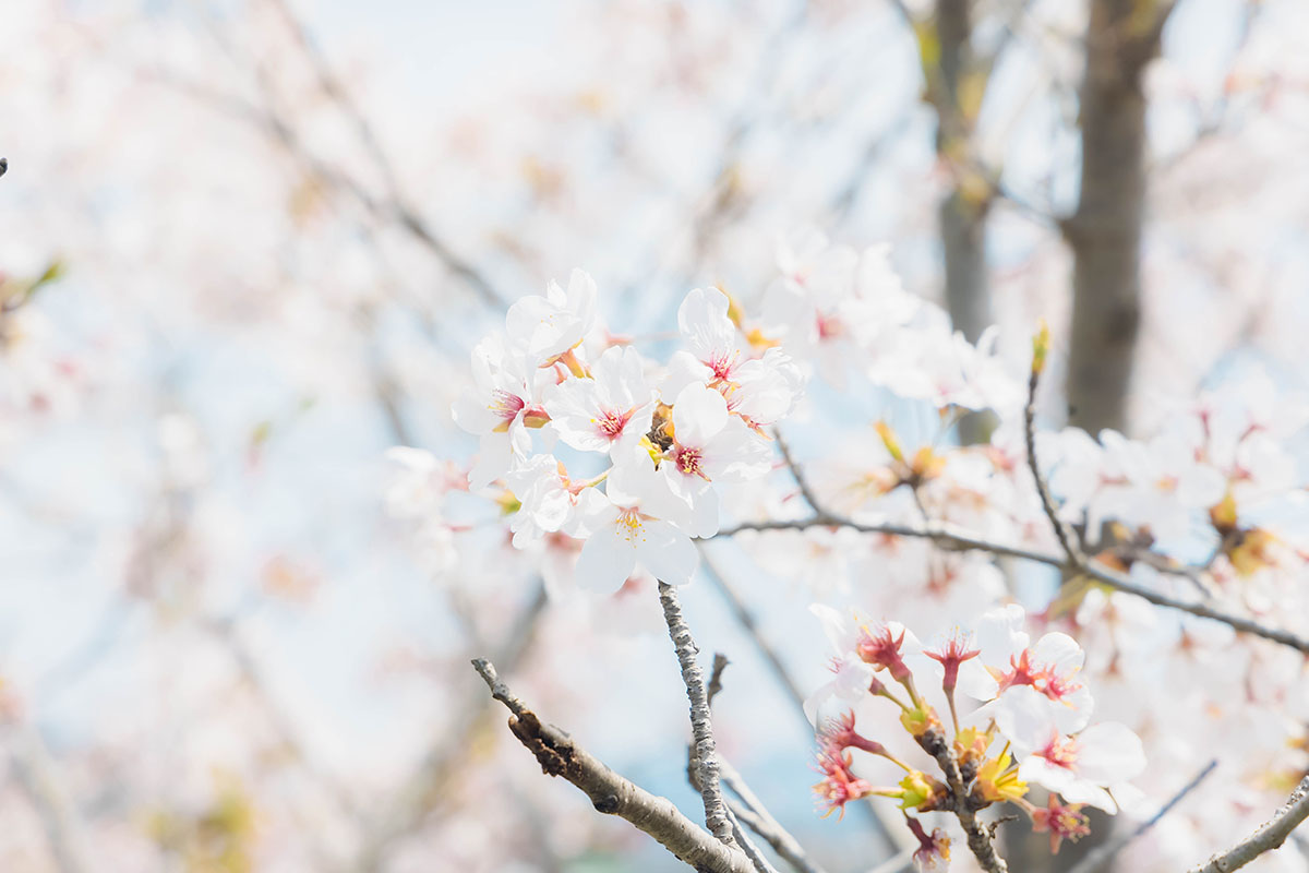 Cherry blossoms along the riverside