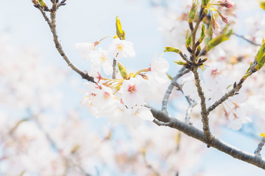 Cherry blossoms along the riverside