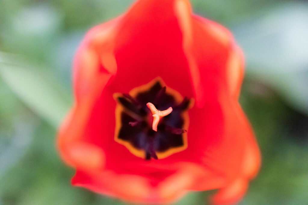 tulip