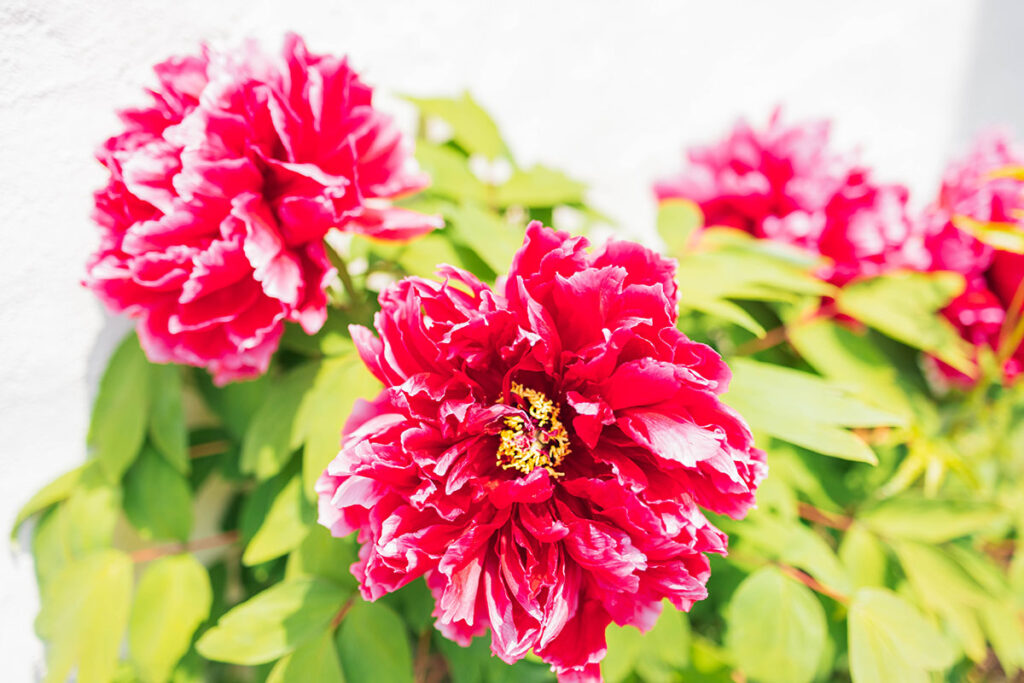 peony Flower